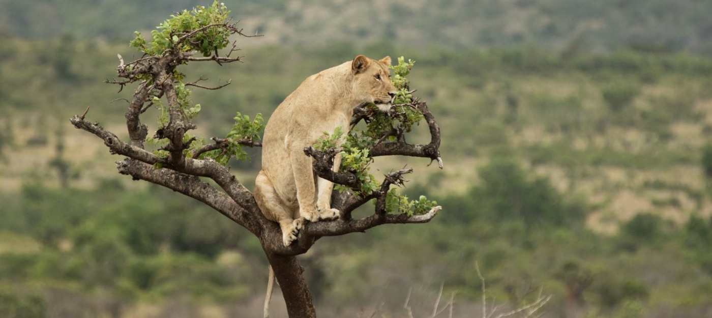 Akagera National Park