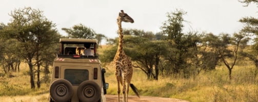 Tanzania-wildlife