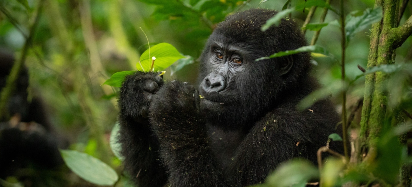 Bwindi Impenetrable National Park