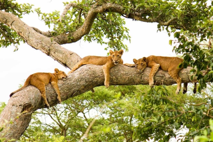 Ishasha Tree climbing Lions