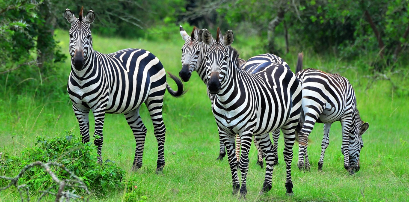 Lake Mburo National Park