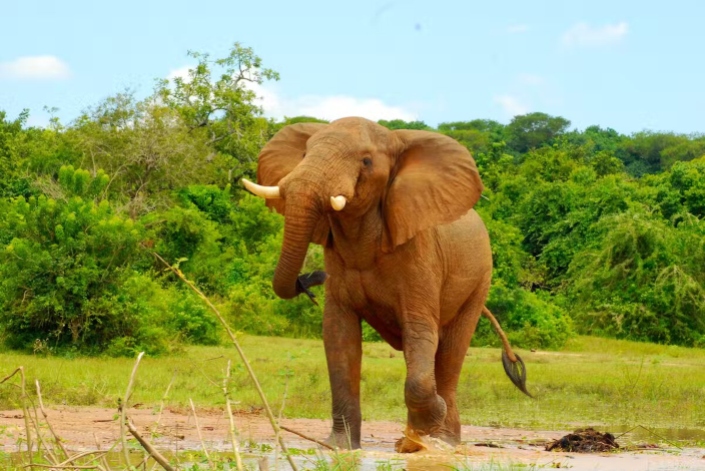 Murchison falls - National Park