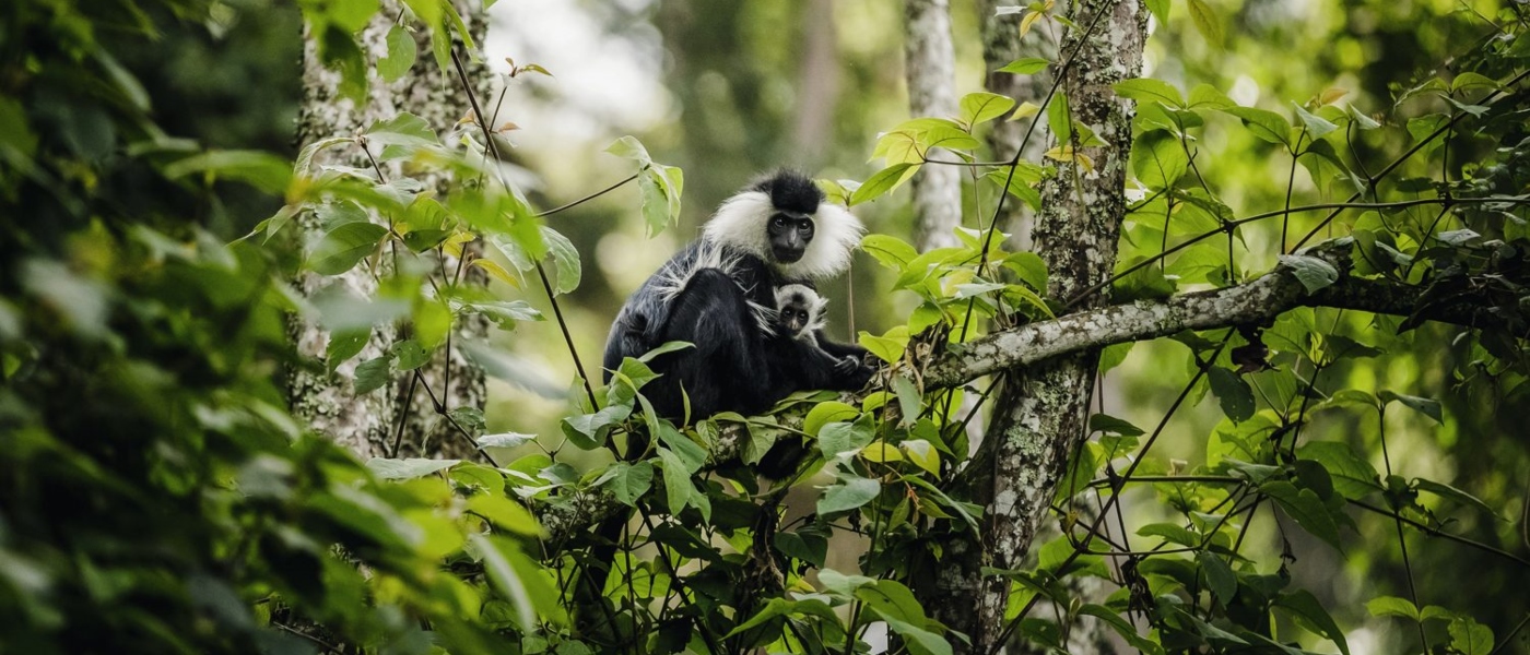 Nyungwe Forest National Park