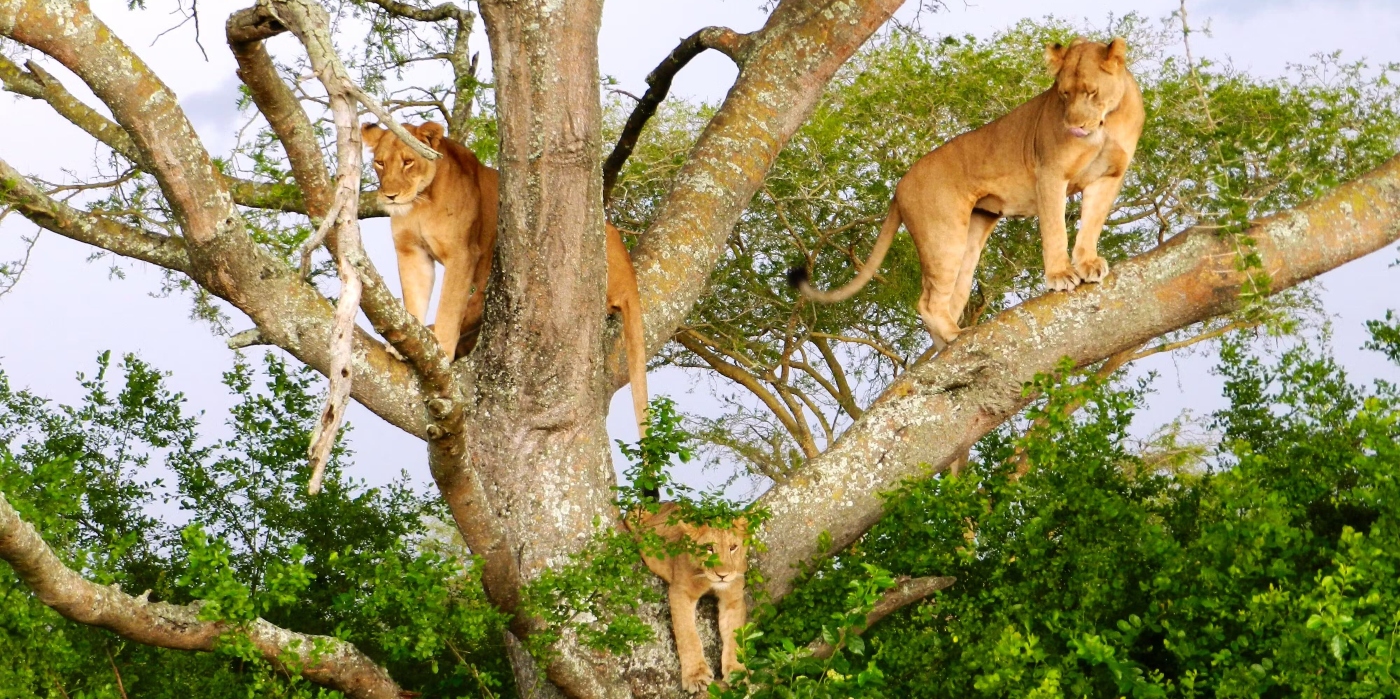 Queen Elizabeth  National Park