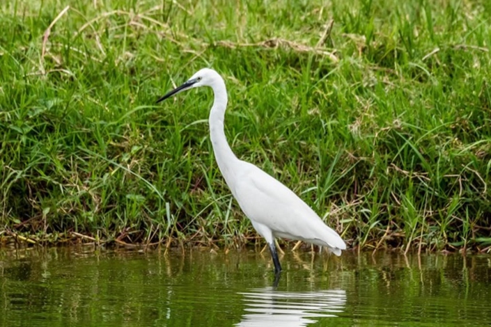 water birds at Kazinga channel