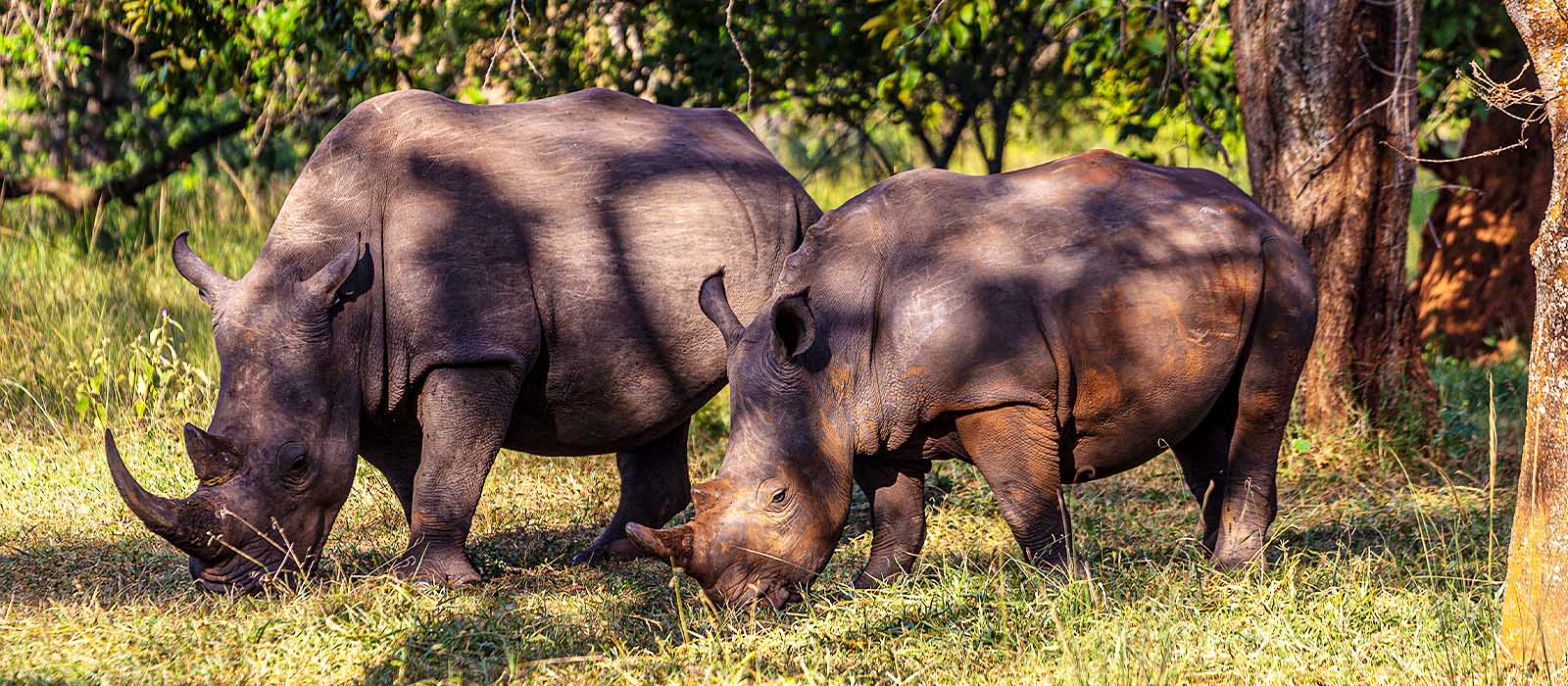 Ziwa Rhino Sanctuary