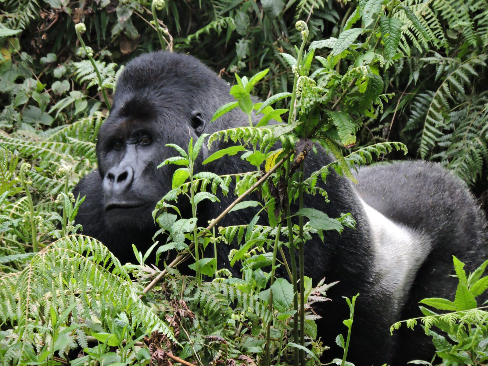 Virunga National Park