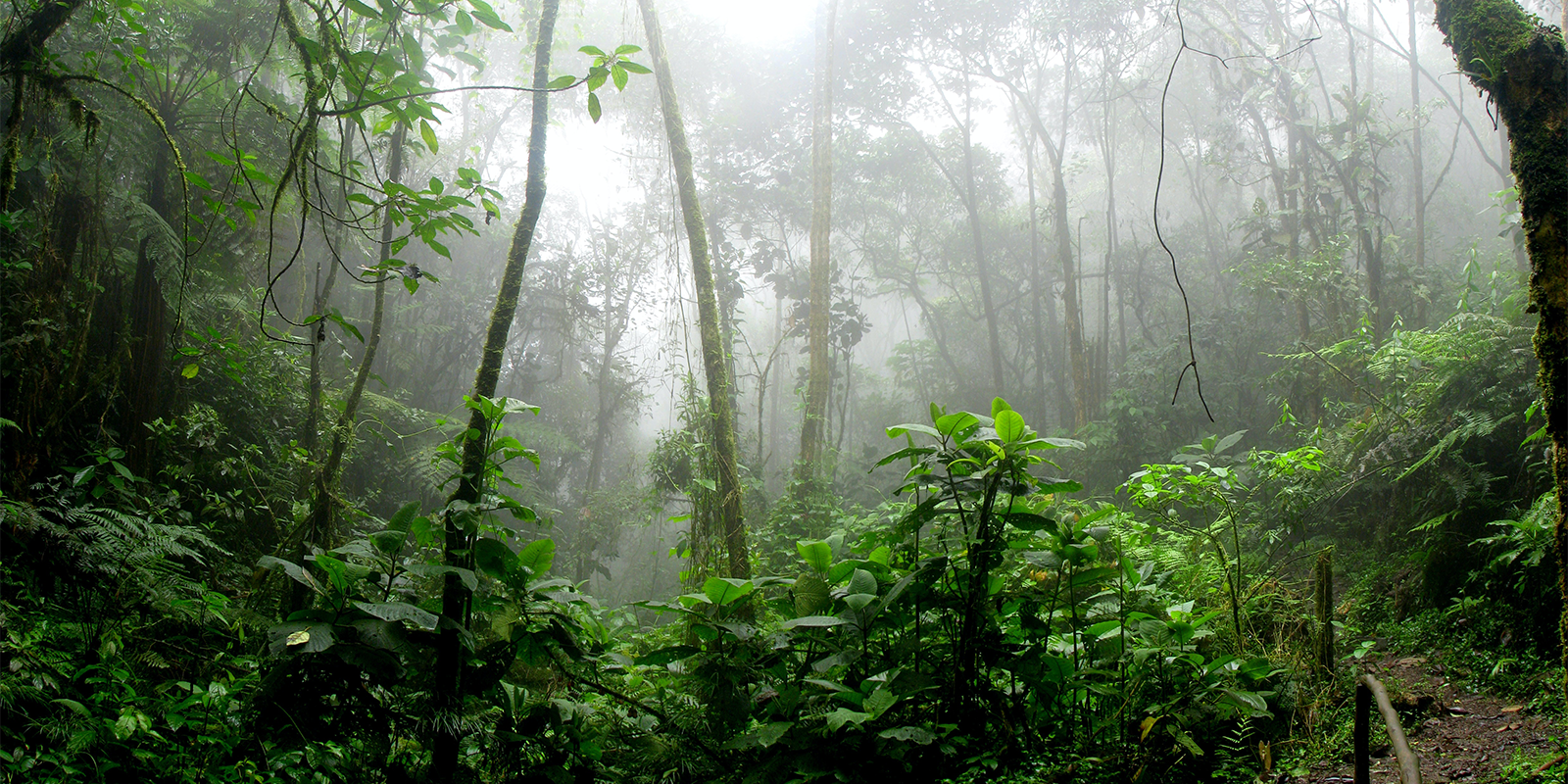 4 Day Chimpanzee Tracking Expedition