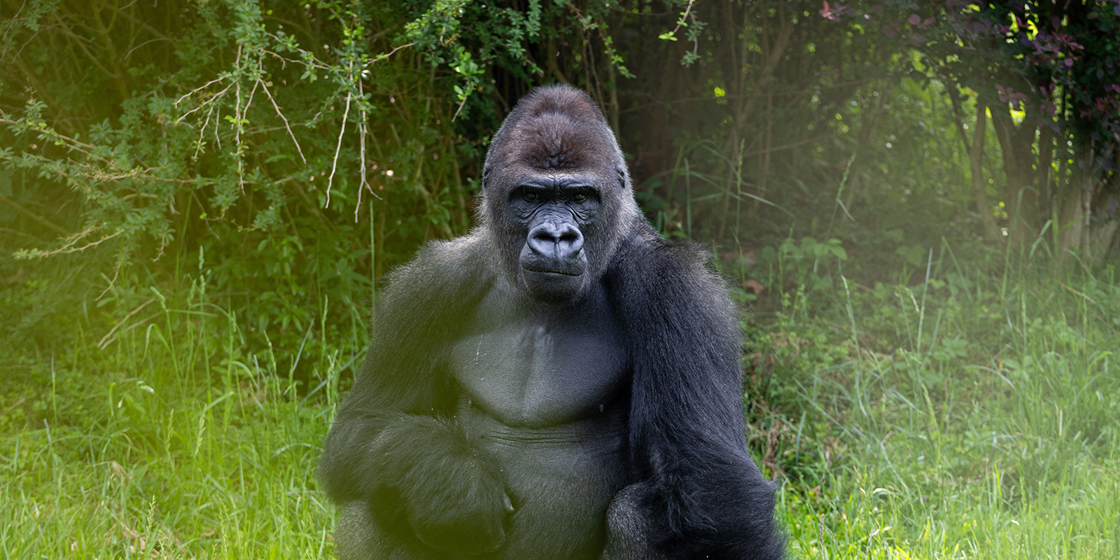 Unforgettable Gorilla Encounter: A 3-Day Expedition in Rwanda