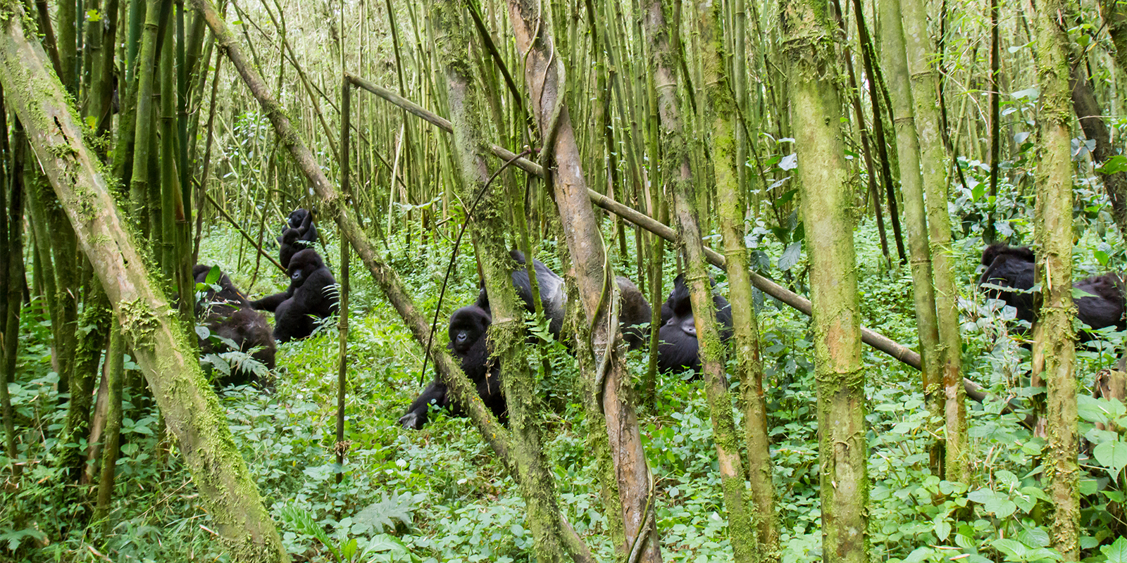 10-Day Uganda Gorilla Trekking and Chimpanzee Safari