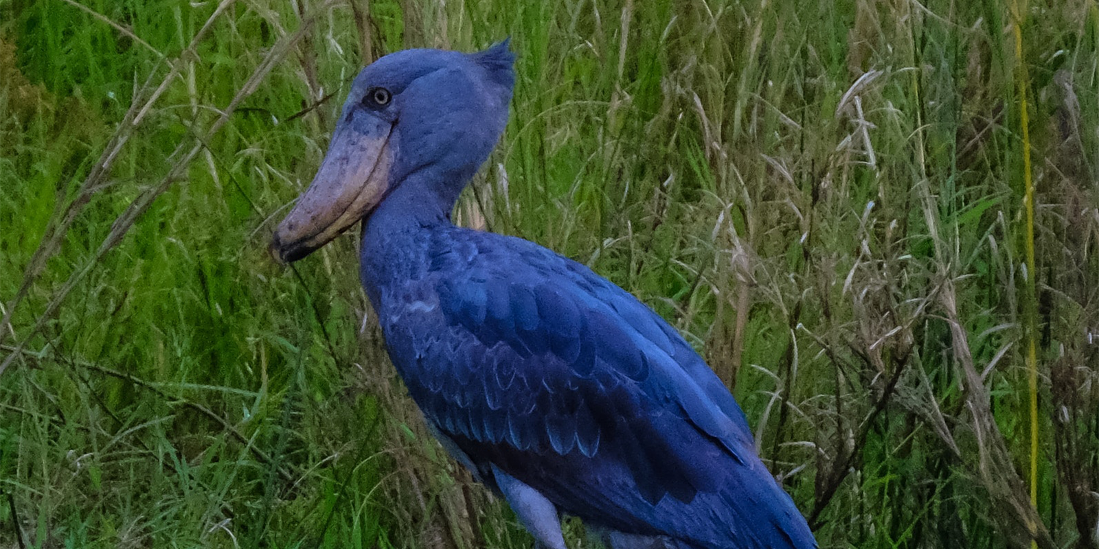 4-Day Birdwatching Extravaganza