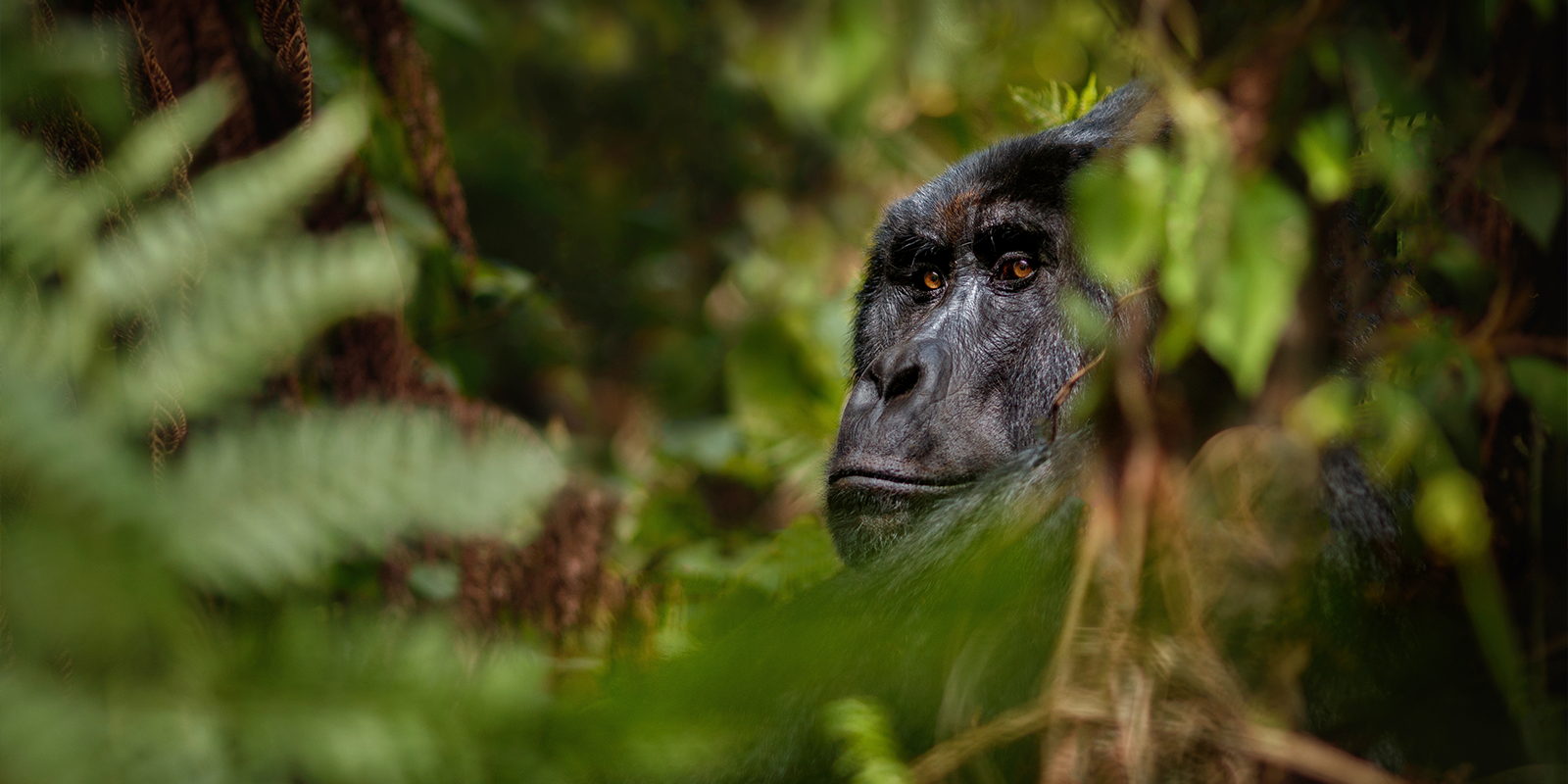 Rwanda’s Heritage and Wildlife Exploration