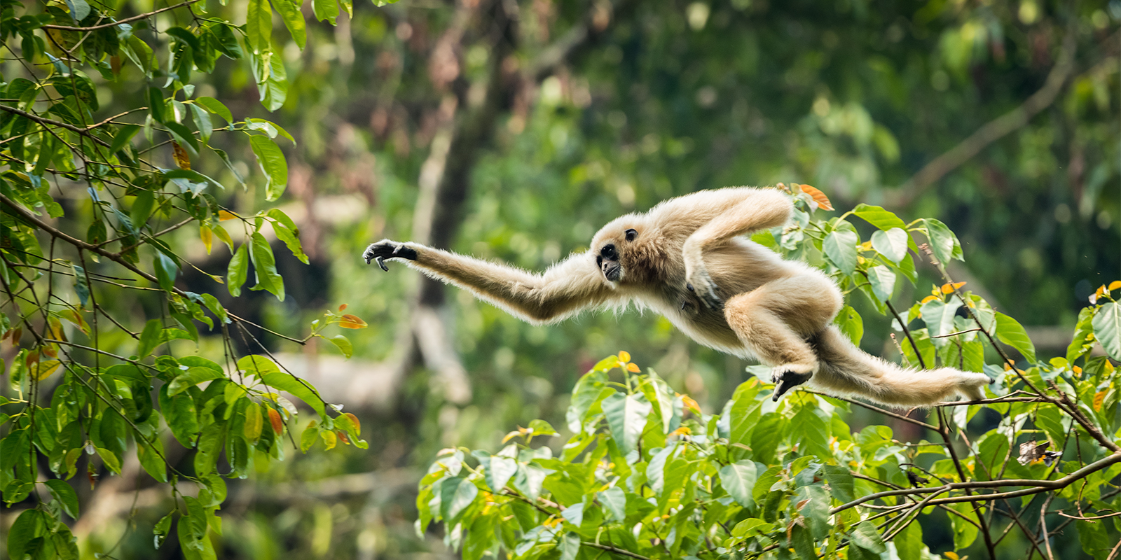 Rwanda’s Primate Expedition: 5-Day Journey into Chimpanzee & Golden Monkey Habitats