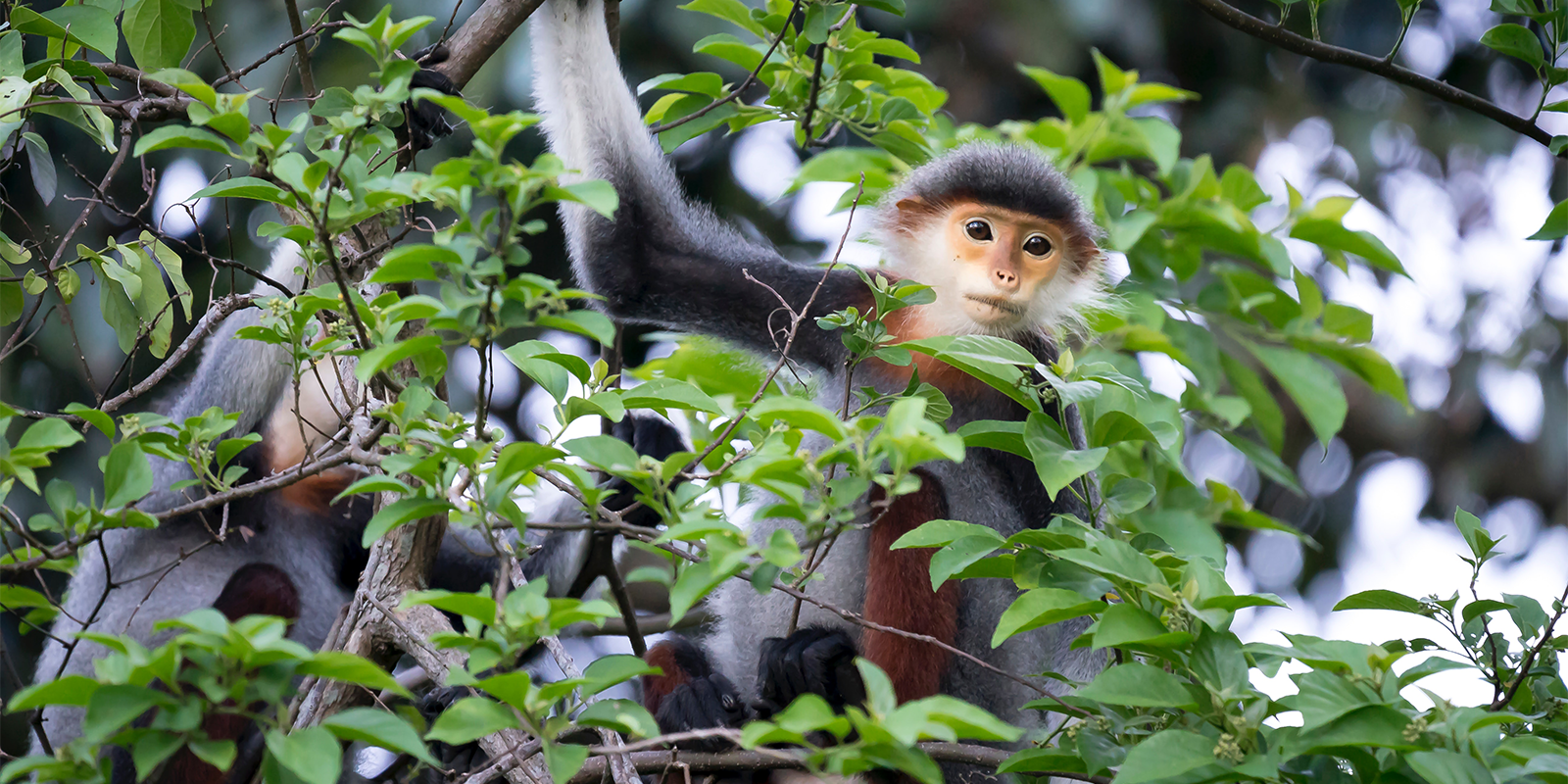 Rwanda’s Wildlife Safari: A 18-Day Expedition through National Parks