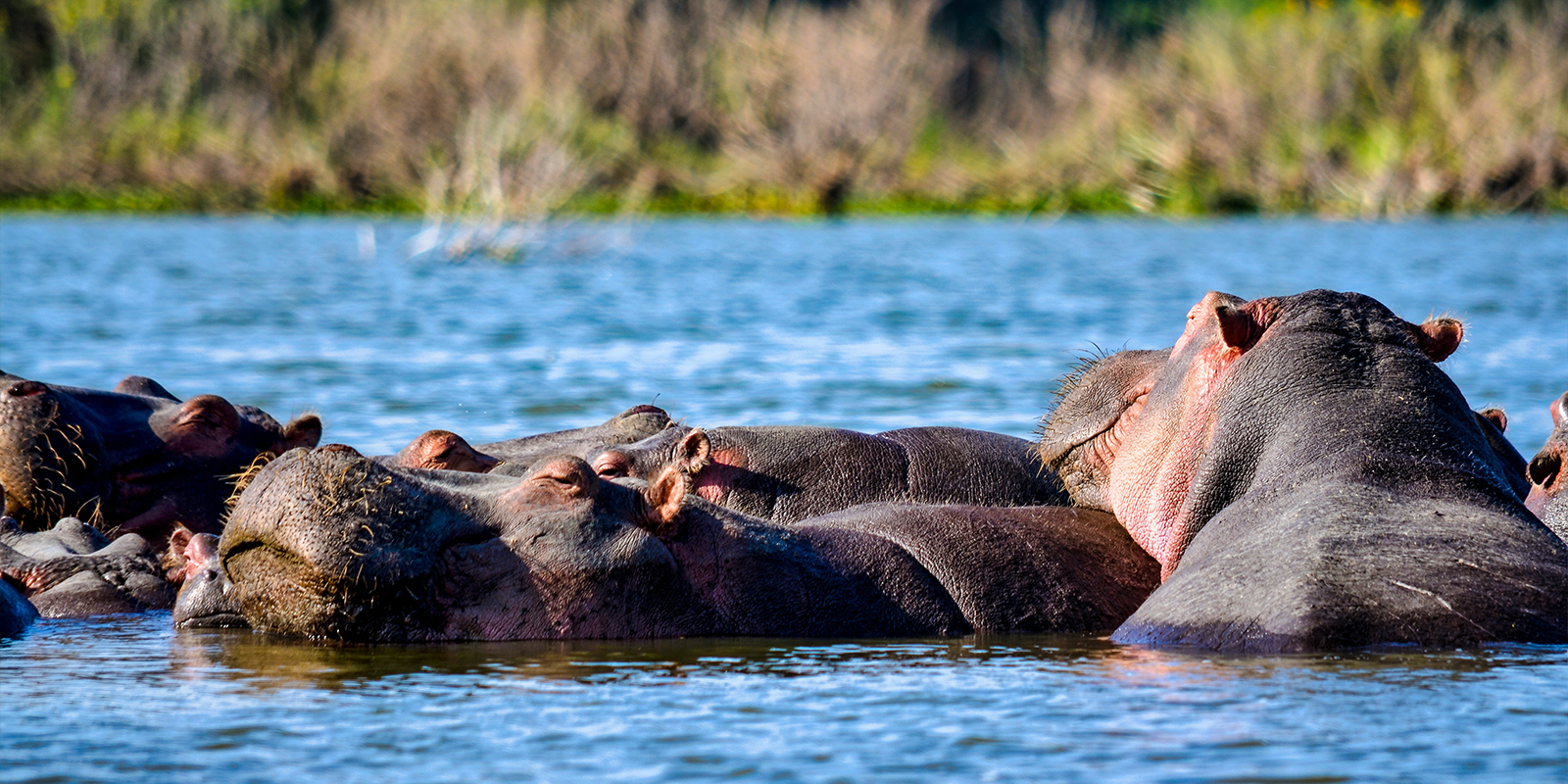 Uganda’s Adventure Quest: A 7-Day Journey of Thrills and Discovery