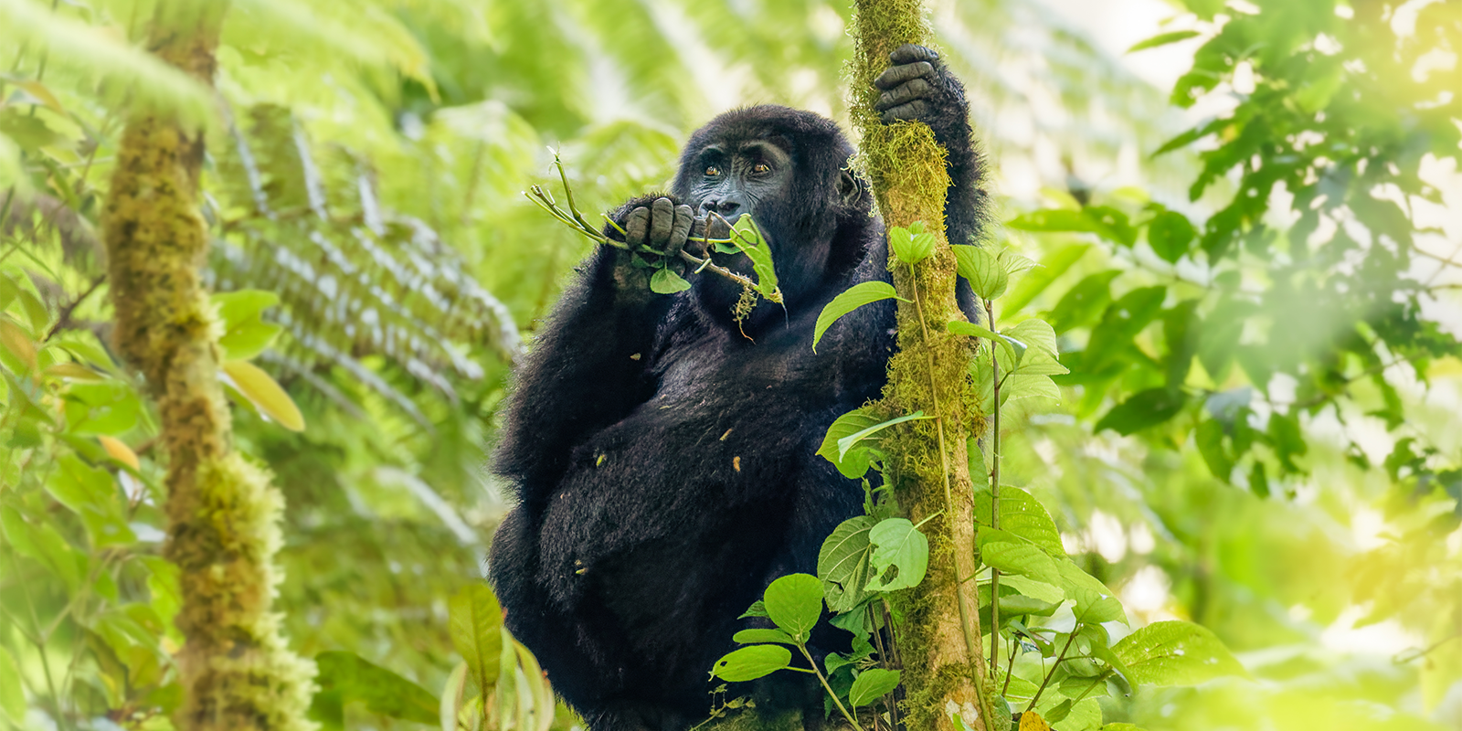 Wild Encounters: A 7-Day Wildlife Safari in Uganda