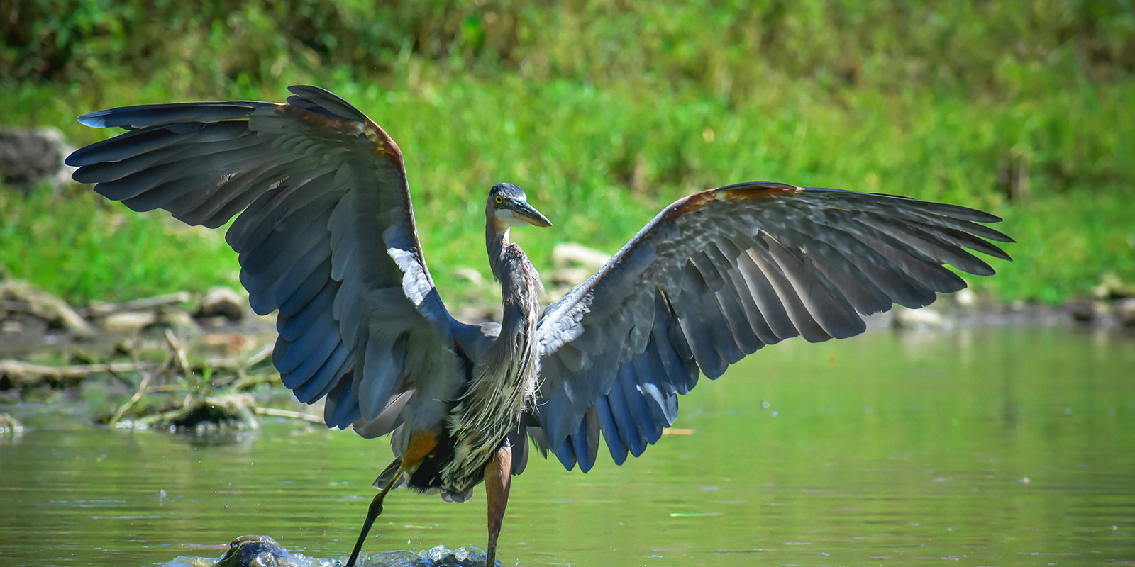 Uganda’s Birdwatching Expedition: A 5-Day Avian Adventure