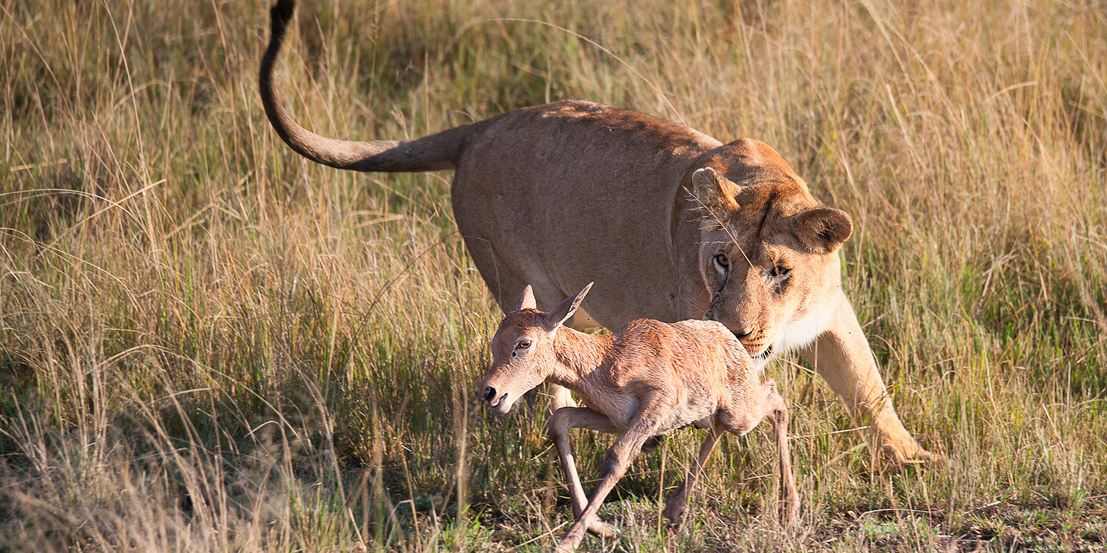 Wild Encounters: A 6-Day Wildlife Safari in Uganda