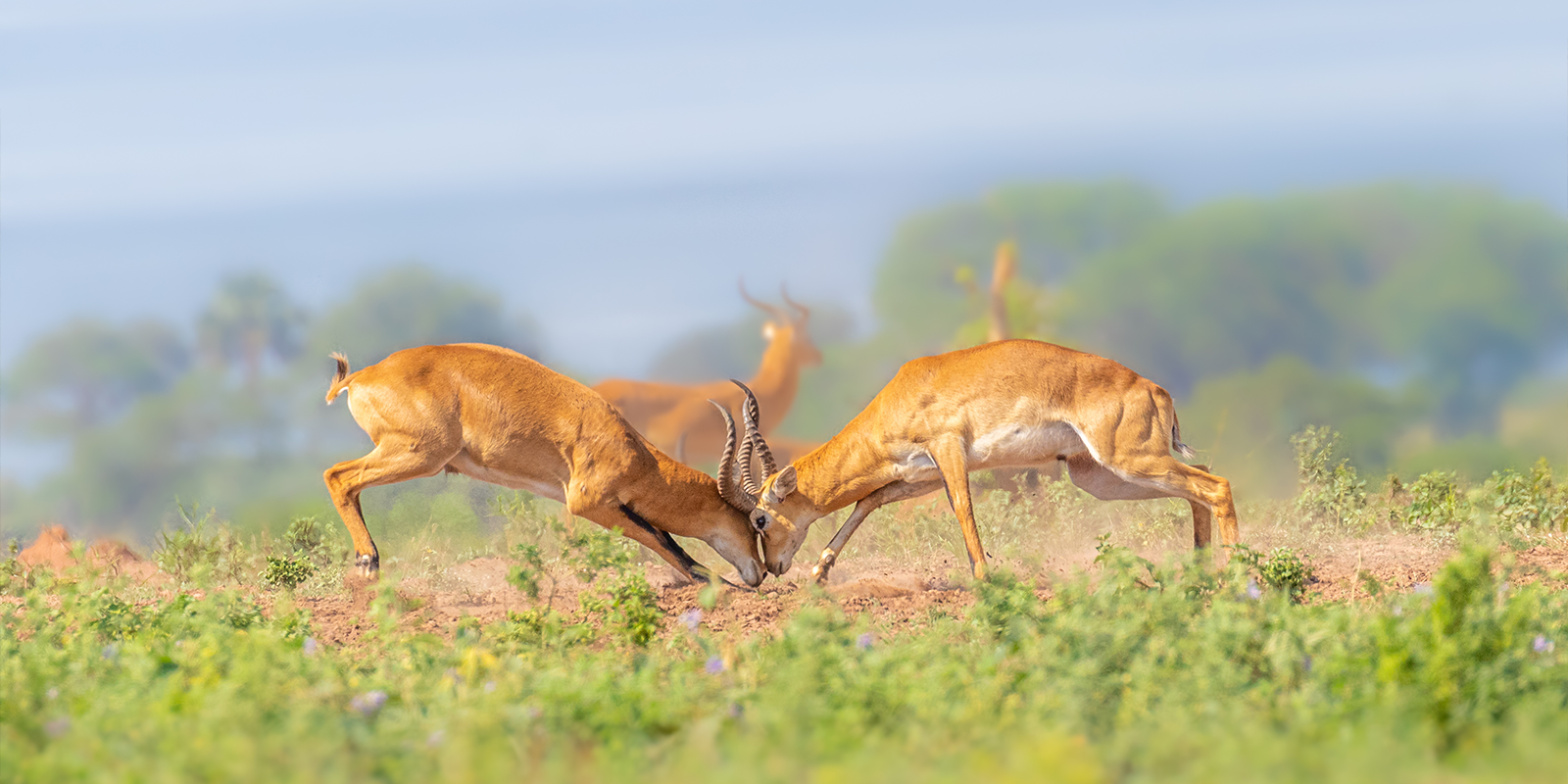 Wilderness Wonders: A 7 Day Safari through Queen Elizabeth National Park